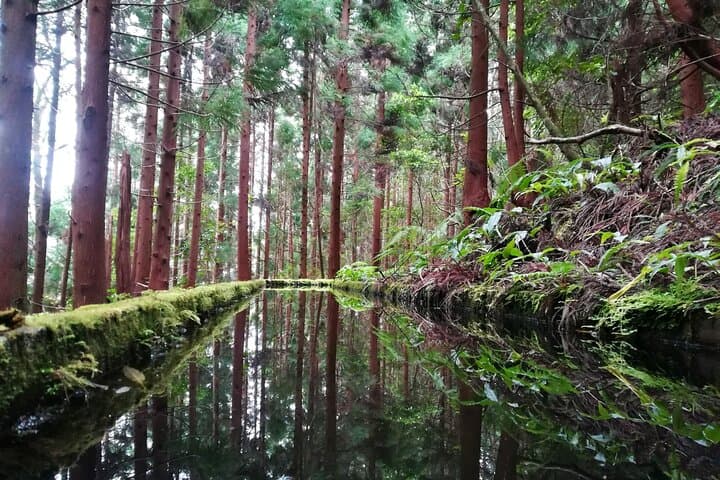 Lagoa do Fogo Walking Tour: Crater-Lake Hike & Picnic from Ponta Delgada photo 4