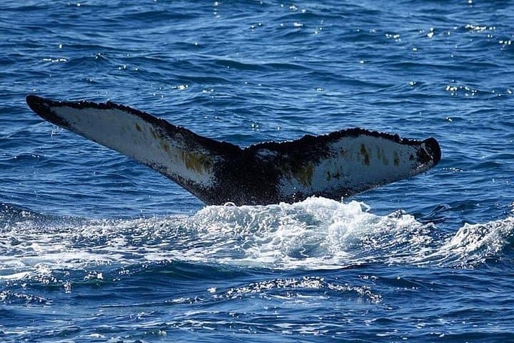 Whale Watching in Reykjavík: Marine-Life Tours from the Old Harbour photo 2