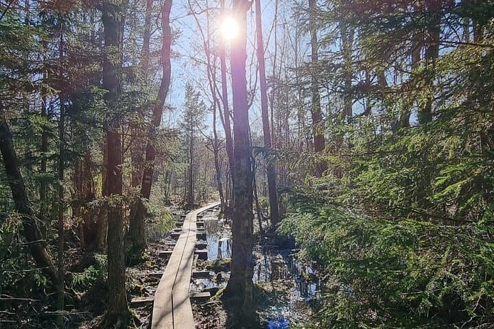 Lahemaa One-Day Nature Loop: Viru Bog, Beaver Trails & Juminda Peninsula photo 2