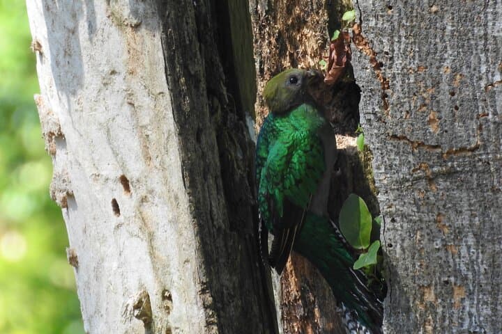 Quetzal Quest: Cloud-Forest Birding at Rey Tepepul, Lake Atitlán photo 3