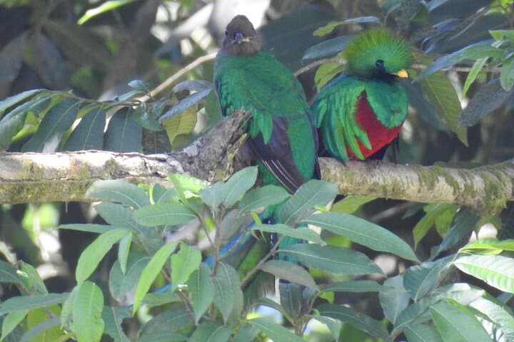 Quetzal Quest: Cloud-Forest Birding at Rey Tepepul, Lake Atitlán photo 4
