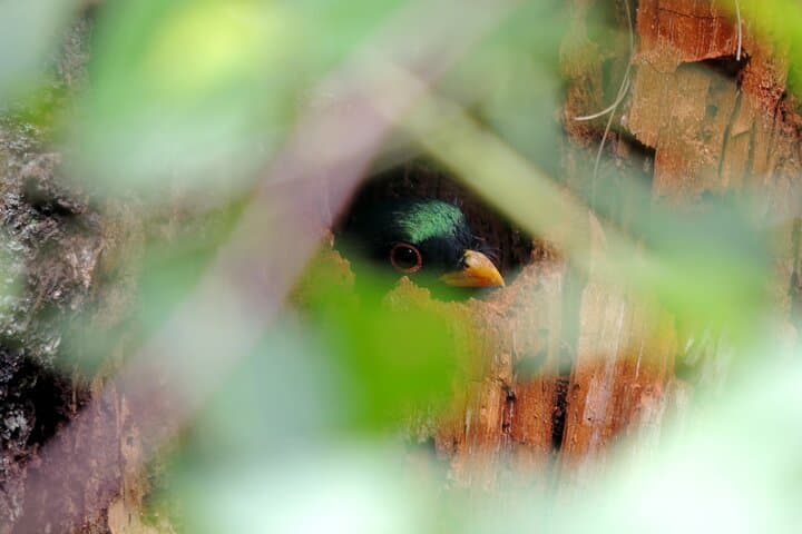 Quetzal Quest: Cloud-Forest Birding at Rey Tepepul, Lake Atitlán photo 5