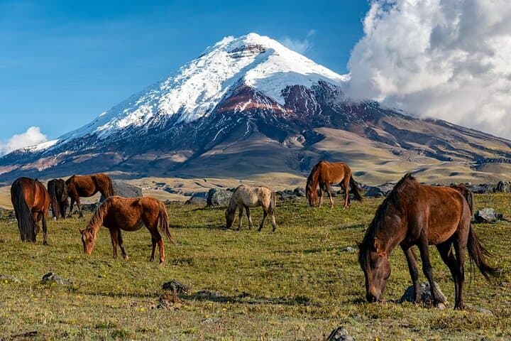 Cotopaxi Day Hike: High-Altitude Trek to 4,864m Refuge from Quito