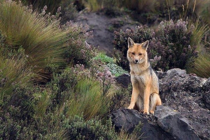 Antisana Day Tour: Hike to Laguna Mica and Mountain-Bike the High Páramo photo 3