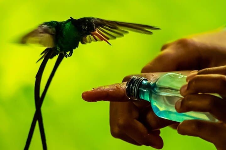 Rockland Bird Sanctuary: Montego Bay's Hands-On Birding Experience