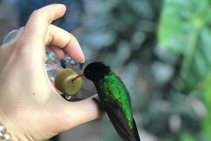 Rockland Bird Sanctuary: Montego Bay's Hands-On Birding Experience photo 3