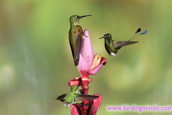 Mindo Cloud Forest Day Tour — Zipline, Waterfalls & Birding from Quito photo 4
