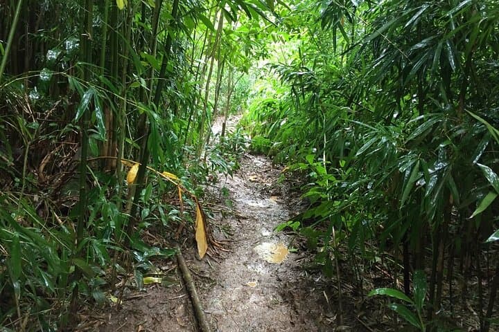 Manoa Falls Hike: Self-Guided Nature Walk to Oahu's Tallest Accessible Waterfall photo 6