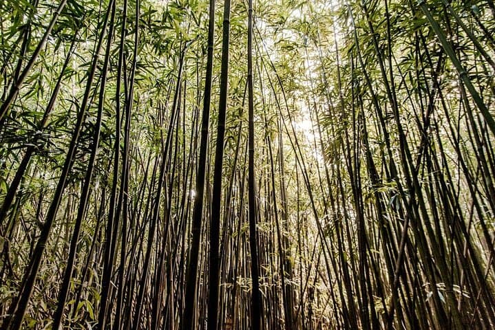 Manoa Falls Hike: Self-Guided Nature Walk to Oahu's Tallest Accessible Waterfall photo 4