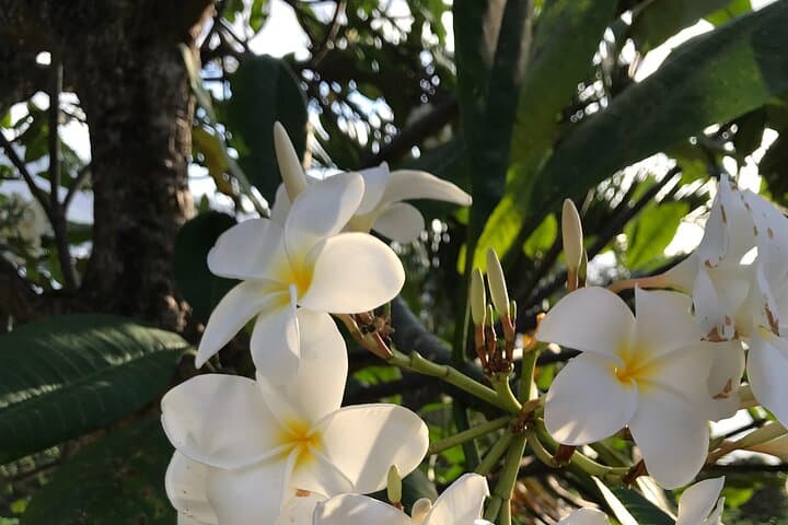 Private Mahé Island Tour (LGBTQIA Friendly) — Beaches, Rum & Spice Gardens photo 4