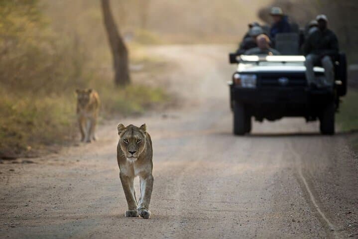 4-Day Kapama Safari & Panorama Route: Private Greater Kruger Game Lodge Experience