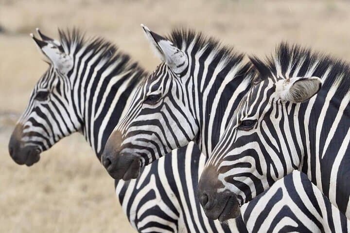 2-Day Lake Mburo Safari: Hippos, Eland & Open Savannah
