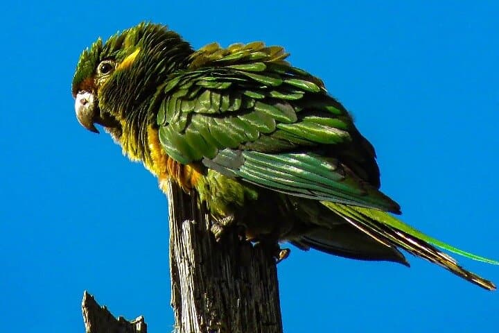 Cocora Valley Birding & Hike: Wax Palms, Cloud Forest & Hummingbirds photo 5