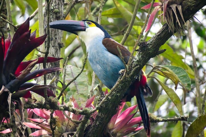 Cocora Valley Birding & Hike: Wax Palms, Cloud Forest & Hummingbirds