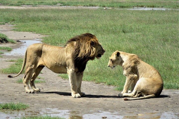 6-Day Tanzania Lodge Safari to See the Great Migration photo 3