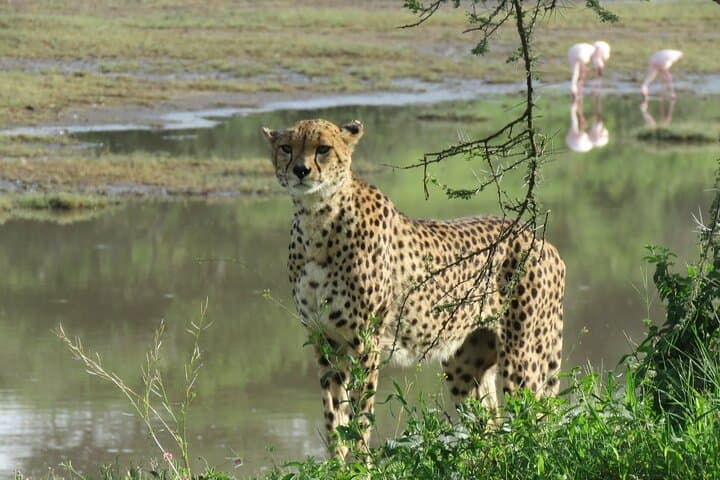 9-Day Tanzania Safari: See the Great Wildebeest Migration photo 3