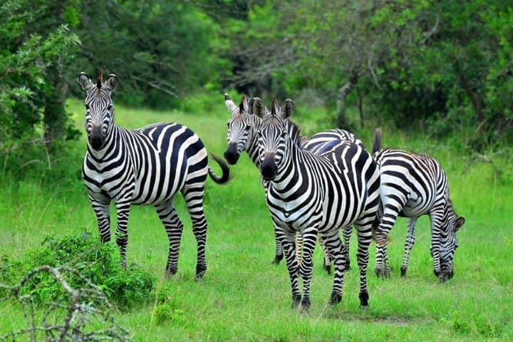 Lake Mburo Day Tour from Kampala: Game Drive, Boat Launch & Guided Nature Walk photo 2