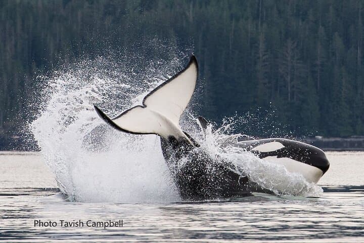 Salish Sea Whale Watching in Campbell River — Orcas, Humpbacks & Indigenous Culture photo 3