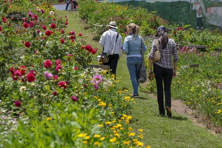 Medellín Silletero Experience: Private Flower-Farm Visit in Santa Elena photo 4