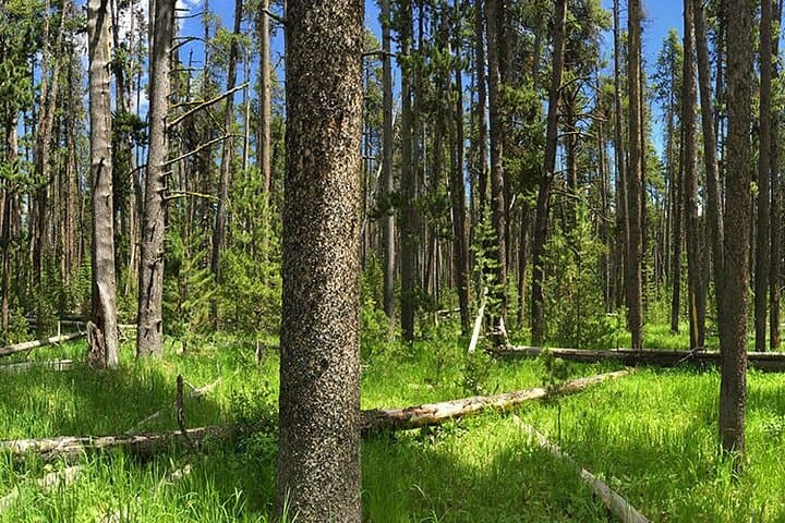 Fairy Falls Day Hike: Grand Prismatic & Waterfall Trek in Yellowstone photo 5