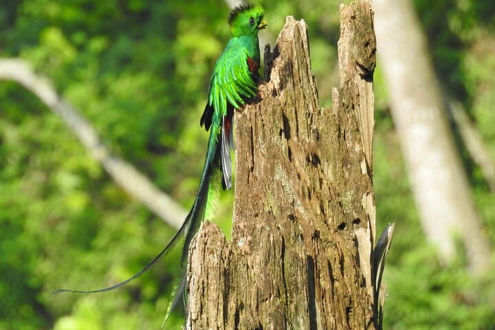 Quetzal Quest: Cloud-Forest Birding at Rey Tepepul, Lake Atitlán photo 2