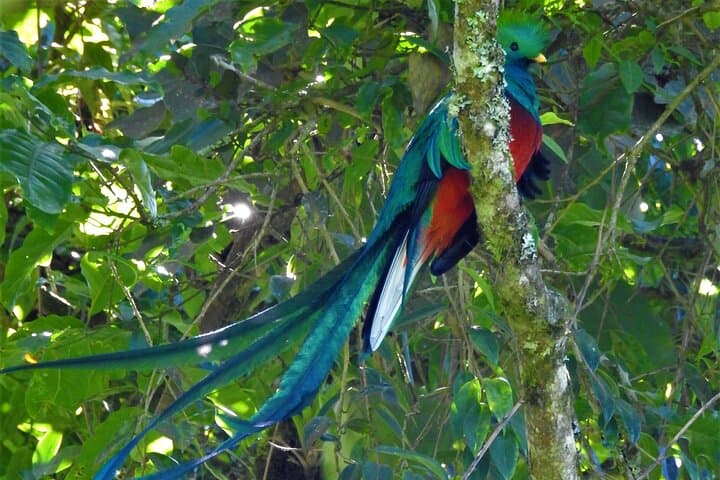 Quetzal Quest: Cloud-Forest Birding at Rey Tepepul, Lake Atitlán