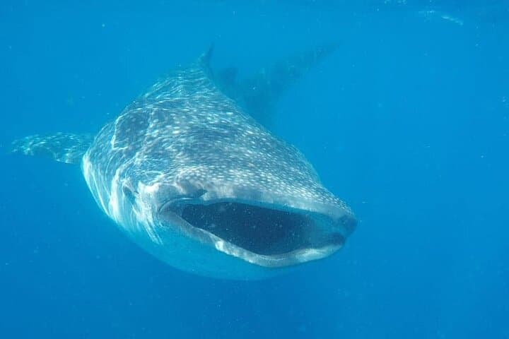 Swim with Whale Sharks: Isla Mujeres & Cancun Snorkel Adventure photo 3