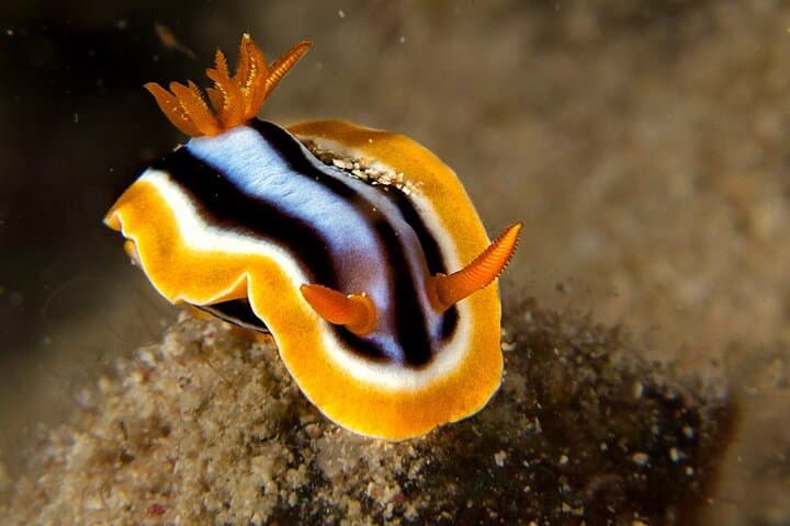 Introductory Scuba Diving in Pula — Try Scuba at Verudela Beach photo 6