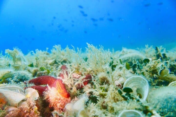 Pula Boat Trip with Snorkeling — Family-Friendly Adriatic Excursion from Verudela photo 4