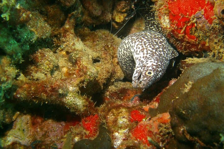 St Lucia Certified Scuba Diving: Marigot Bay Shipwrecks & West Coast Reefs photo 3