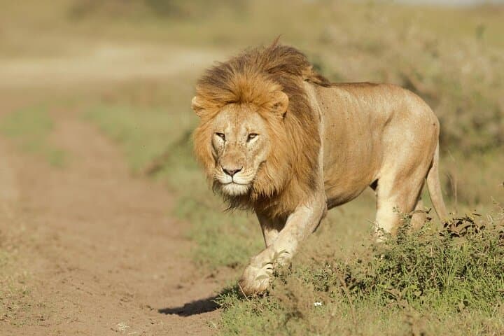 6-Day Tanzania Lodge Safari to See the Great Migration photo 4