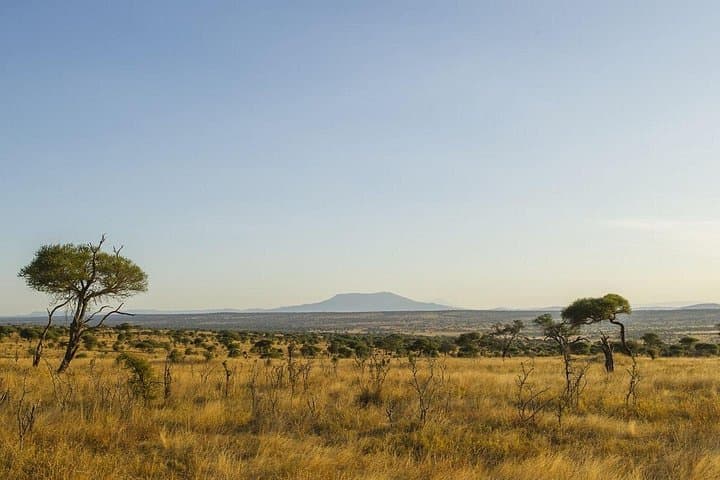 Day Trip Safari to Tarangire National Park — Elephants, Baobabs & Big Cats photo 3
