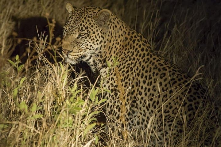 Day Trip Safari to Tarangire National Park — Elephants, Baobabs & Big Cats photo 4