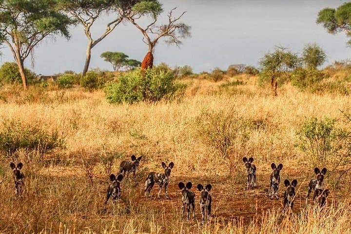 Day Trip Safari to Tarangire National Park — Elephants, Baobabs & Big Cats photo 5