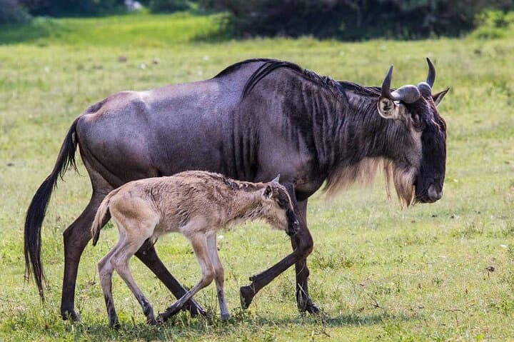 6-Day Tanzania Lodge Safari to See the Great Migration photo 5