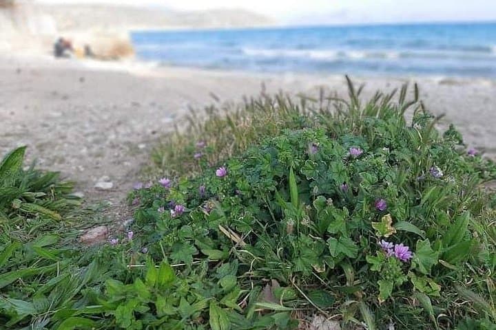 Athens Riviera Electric Minivan Tour — SNFCC, Vouliagmeni & Cape Sounio photo 4