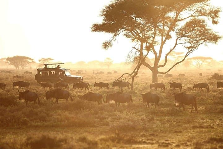 Saadani Day Trip: Coastal Safari Where Savannah Meets the Sea photo 2
