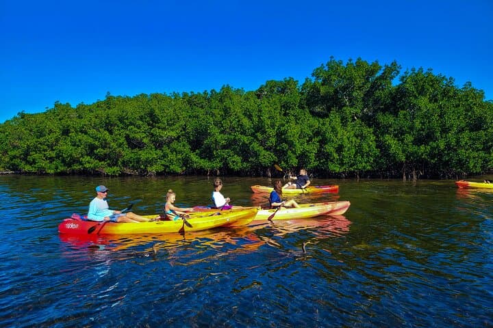 Siesta Key Kayak Tour — Mangrove Tunnels, Manatees & Midnight Pass Sandbar photo 6