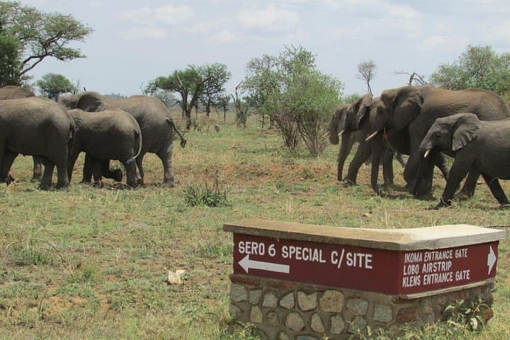 Mwanza to Serengeti: 2-Day Safari with Full-Day Game Drives photo 3