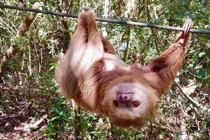 La Carpintera Zip Line & Rappel Canopy Tour — Half-Day from San José photo 4