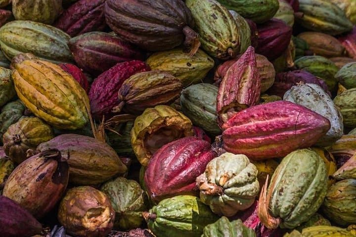 Itacaré Surfing & Chocolate: 7-Day Private Bahia Beach and Cocoa-Farm Adventure photo 3