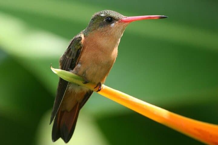 Birding the Ameca River Estuary: Desembocada Wetlands near Puerto Vallarta photo 2
