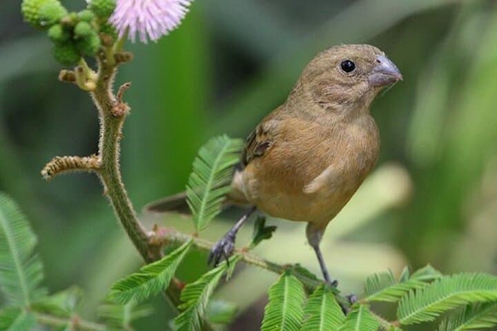 Highland Birding in El Tuito: Sierra Madre Oak–Pine Hotspot Near Puerto Vallarta photo 3