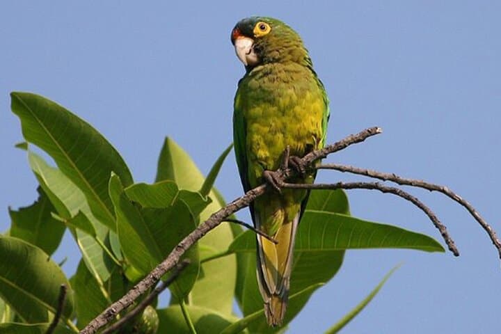 Highland Birding in El Tuito: Sierra Madre Oak–Pine Hotspot Near Puerto Vallarta photo 4