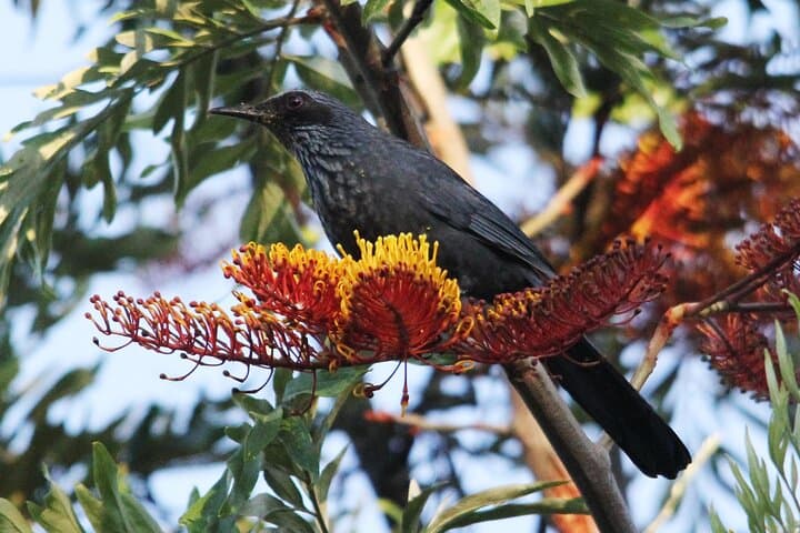 Highland Birding in El Tuito: Sierra Madre Oak–Pine Hotspot Near Puerto Vallarta photo 5