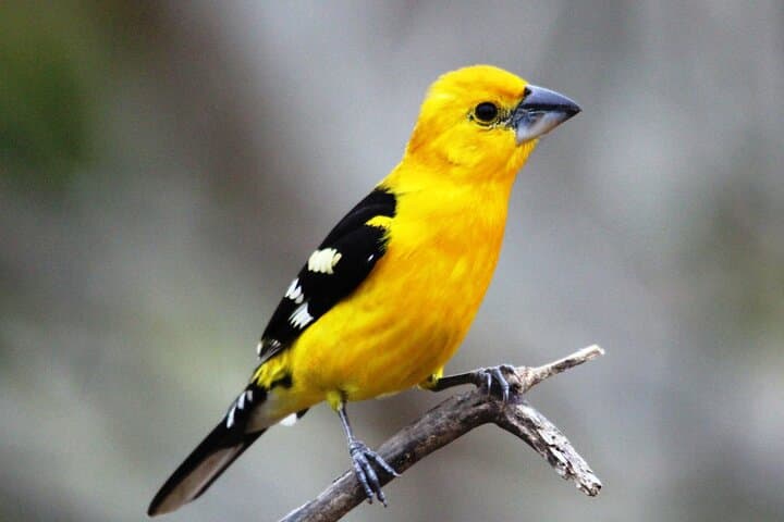 Highland Birding in El Tuito: Sierra Madre Oak–Pine Hotspot Near Puerto Vallarta photo 2