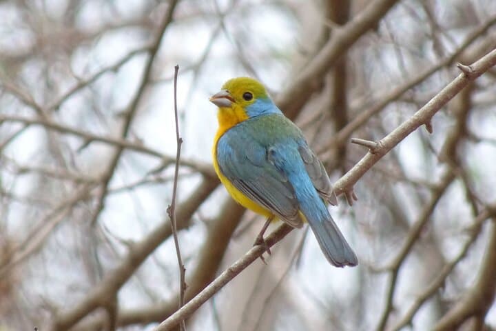 Highland Birding in El Tuito: Sierra Madre Oak–Pine Hotspot Near Puerto Vallarta