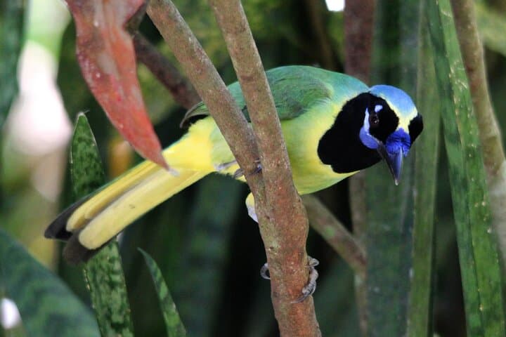 Highland Birding in El Tuito: Sierra Madre Oak–Pine Hotspot Near Puerto Vallarta photo 6