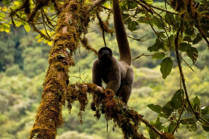 Manu Reserve Jaguar & Macaw Clay Lick: 5-Day Wildlife Photography Expedition photo 3