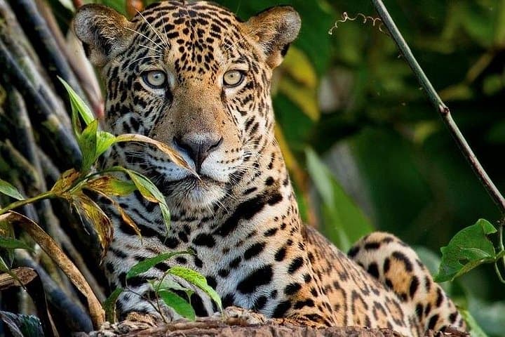 Manu Reserve Jaguar & Macaw Clay Lick: 5-Day Wildlife Photography Expedition photo 4